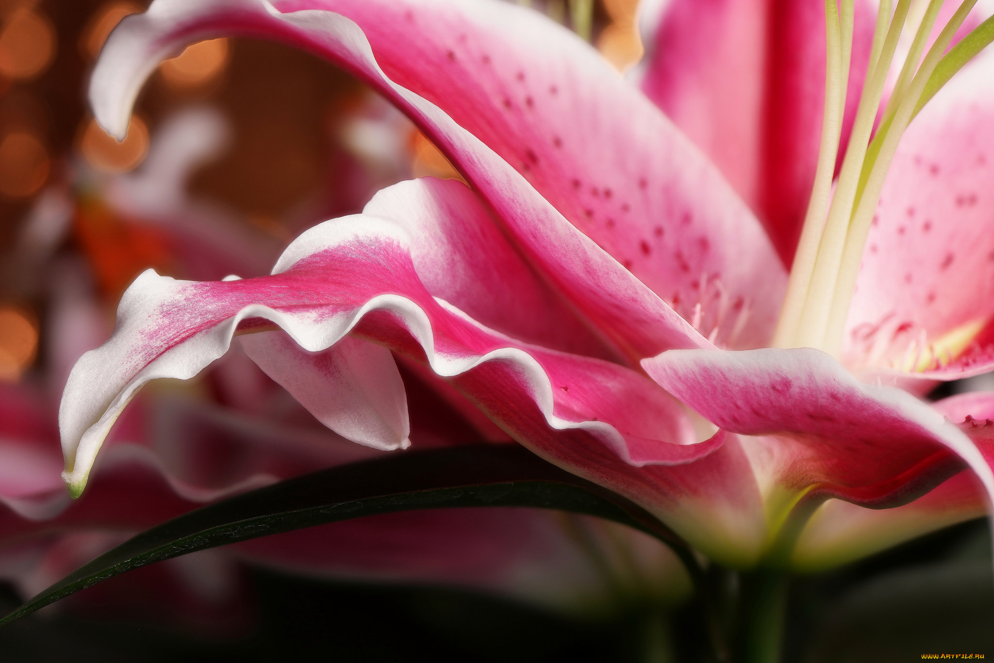 , ,  , bloom, lily, petals, , 